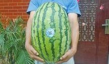 51今日吃瓜热门大瓜视频,揭秘热门大瓜视频背后的惊人真相