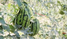 网红大瓜在哪找